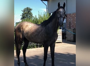 BWP (cheval de sang belge), Hongre, 5 Ans, 173 cm, Gris