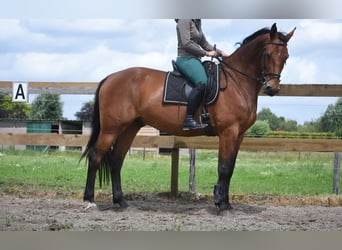 BWP (cheval de sang belge), Hongre, 5 Ans, 175 cm, Bai