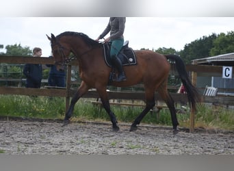 BWP (cheval de sang belge), Hongre, 5 Ans, 175 cm, Bai
