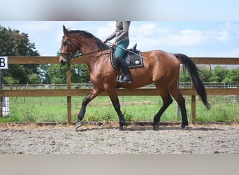 BWP (cheval de sang belge), Hongre, 5 Ans, 175 cm, Bai