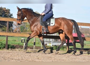 BWP (cheval de sang belge), Hongre, 5 Ans, 175 cm, Bai