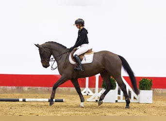 BWP (cheval de sang belge), Hongre, 5 Ans, Bai brun