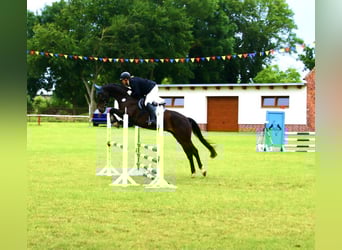 BWP (cheval de sang belge), Hongre, 6 Ans, 163 cm, Bai brun