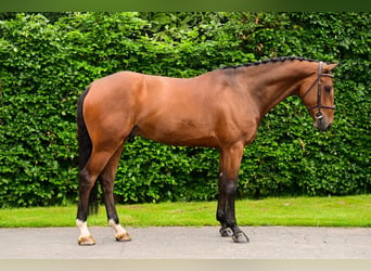 BWP (cheval de sang belge), Hongre, 6 Ans, 170 cm, Bai