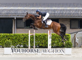 BWP (cheval de sang belge), Hongre, 6 Ans, 173 cm, Bai