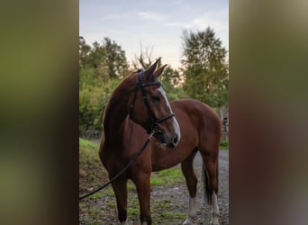 BWP (cheval de sang belge), Hongre, 6 Ans, 176 cm