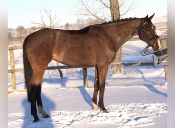 BWP (cheval de sang belge), Hongre, 7 Ans, 168 cm, Bai brun foncé