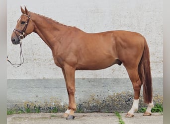 BWP (cheval de sang belge), Hongre, 7 Ans, 173 cm, Alezan