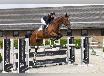 BWP (cheval de sang belge), Hongre, 7 Ans, 180 cm, Bai BWP (cheval de sang belge), Hongre, 7 Ans, 180 cm, Bai