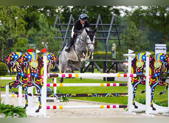 BWP (cheval de sang belge), Hongre, 7 Ans, Gris