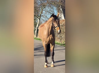BWP (cheval de sang belge), Hongre, 8 Ans, 170 cm, Bai clair