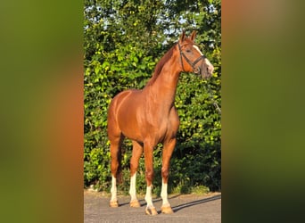 BWP (cheval de sang belge), Hongre, 8 Ans, 172 cm, Alezan