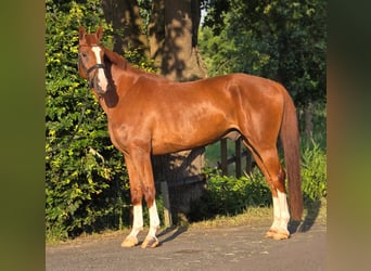 BWP (cheval de sang belge), Hongre, 8 Ans, 172 cm, Alezan
