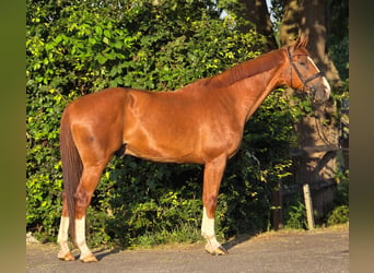 BWP (cheval de sang belge), Hongre, 8 Ans, 172 cm, Alezan
