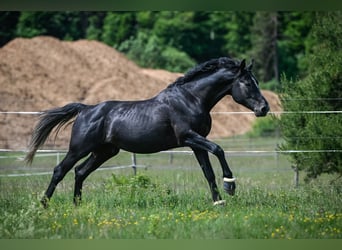 BWP (cheval de sang belge), Hongre, 8 Ans, 175 cm, Gris pommelé
