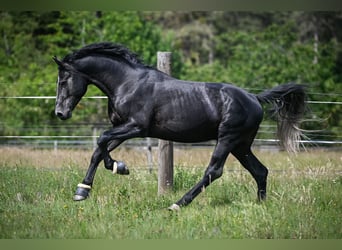 BWP (cheval de sang belge), Hongre, 8 Ans, 175 cm, Gris pommelé