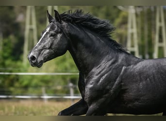 BWP (cheval de sang belge), Hongre, 8 Ans, 175 cm, Gris pommelé