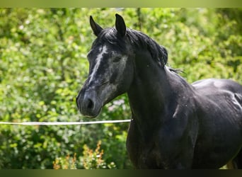 BWP (cheval de sang belge), Hongre, 8 Ans, 175 cm, Gris pommelé