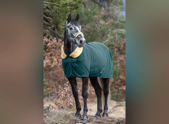 BWP (cheval de sang belge), Hongre, 8 Ans, 175 cm, Gris pommelé