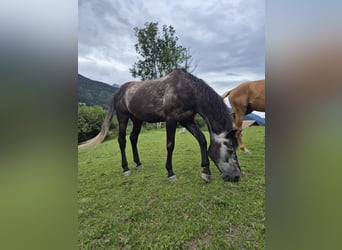 BWP (cheval de sang belge), Hongre, 8 Ans, 175 cm, Gris pommelé