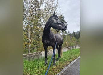 BWP (cheval de sang belge), Hongre, 8 Ans, 175 cm, Gris pommelé