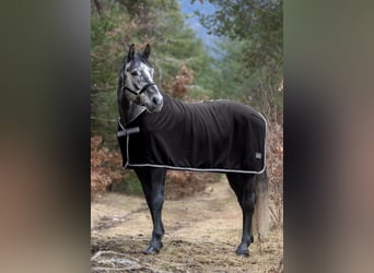 BWP (cheval de sang belge), Hongre, 8 Ans, 175 cm, Gris pommelé