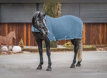 BWP (cheval de sang belge), Hongre, 8 Ans, 175 cm, Gris pommelé