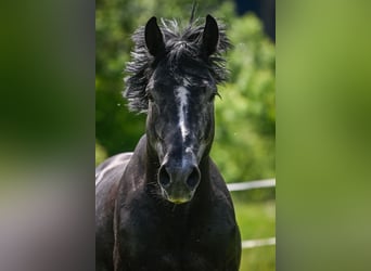 BWP (cheval de sang belge), Hongre, 8 Ans, 175 cm, Gris pommelé