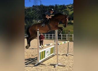 BWP (cheval de sang belge), Hongre, 8 Ans, 183 cm, Bai