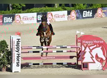 BWP (cheval de sang belge), Hongre, 8 Ans, Alezan