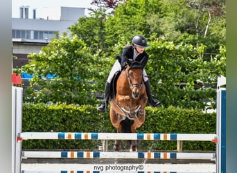 BWP (cheval de sang belge), Hongre, 9 Ans, 148 cm, Bai brun