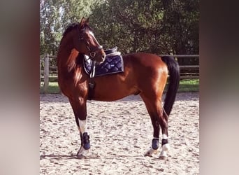 BWP (cheval de sang belge), Hongre, 9 Ans, 160 cm, Bai brun