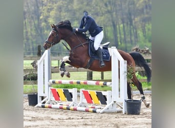 BWP (cheval de sang belge), Hongre, 9 Ans, 160 cm, Bai brun