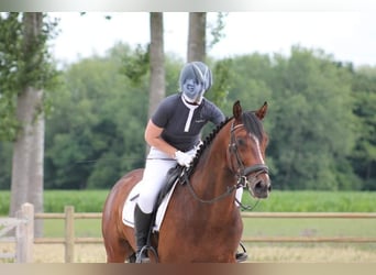 BWP (cheval de sang belge), Hongre, 9 Ans, 160 cm, Bai brun