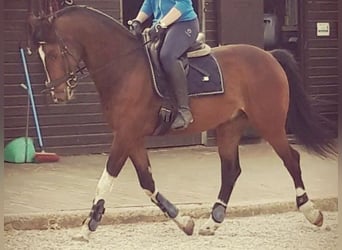 BWP (cheval de sang belge), Hongre, 9 Ans, 160 cm, Bai brun