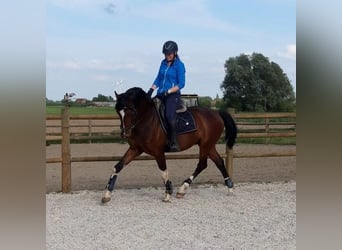 BWP (cheval de sang belge), Hongre, 9 Ans, 160 cm, Bai brun