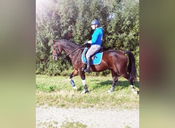 BWP (cheval de sang belge), Hongre, 9 Ans, 160 cm, Bai brun