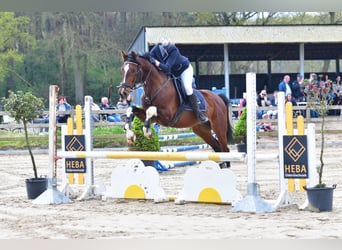 BWP (cheval de sang belge), Hongre, 9 Ans, 160 cm, Bai brun