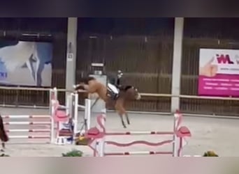 BWP (cheval de sang belge), Hongre, 9 Ans, 167 cm, Bai