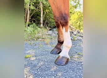 BWP (cheval de sang belge), Hongre, 9 Ans, 168 cm