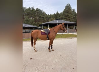 BWP (cheval de sang belge), Hongre, 9 Ans, 172 cm, Alezan