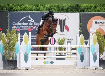 BWP (cheval de sang belge), Hongre, 9 Ans, 172 cm, Bai cerise