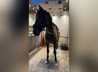 BWP (cheval de sang belge), Hongre, 9 Ans, 179 cm, Bai