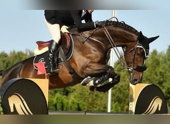 BWP (cheval de sang belge), Hongre, 9 Ans, Bai cerise