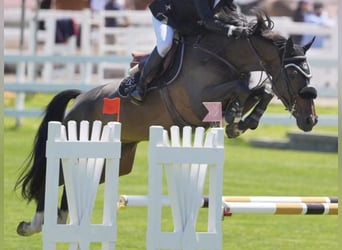 BWP (cheval de sang belge), Hongre, 9 Ans, Bai cerise