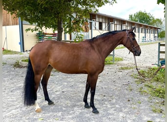 BWP (cheval de sang belge), Jument, 10 Ans, 164 cm, Bai