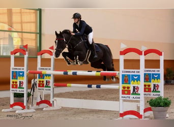 BWP (cheval de sang belge), Jument, 10 Ans, 170 cm, Bai brun