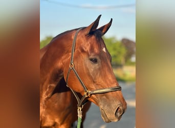 BWP (cheval de sang belge), Jument, 11 Ans, 162 cm, Bai