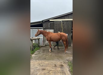 BWP (cheval de sang belge), Jument, 11 Ans, 168 cm, Alezan