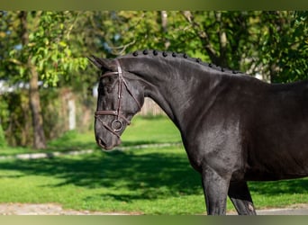 BWP (cheval de sang belge), Jument, 11 Ans, 168 cm, Bai brun